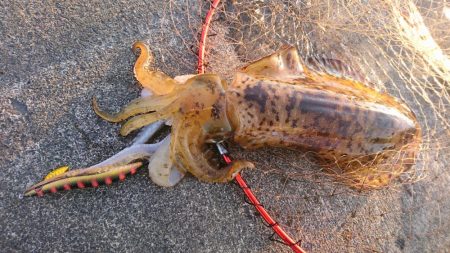 キロアオリイカ３杯